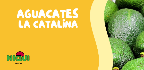 AGUACATES LA CATALINA DISPONIBLE EN GRUPO NIQUI