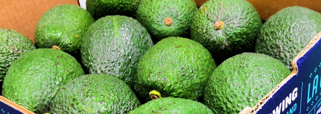Aguacate “La Catalina” de Perú: calidad premium disponible en Grupo Niqui