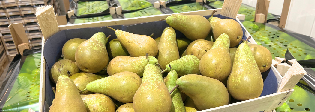 PERAS CONFERENCIA | Grupo Niqui