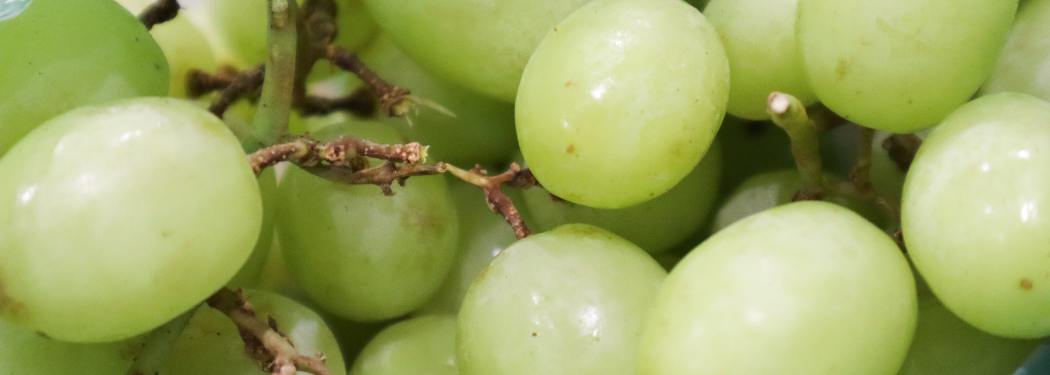 uvas peruanas Red Globe y Sugraone