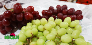 Grupo Niqui - Uvas Timpson